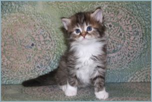 Male Siberian Kitten from Deedlebug Siberian